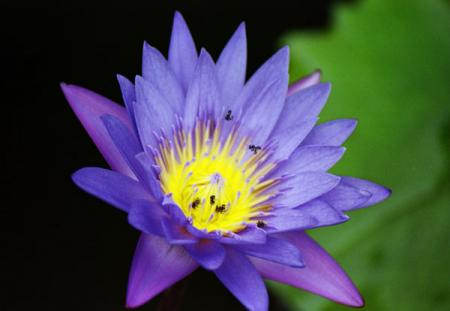 Quelques fleurs